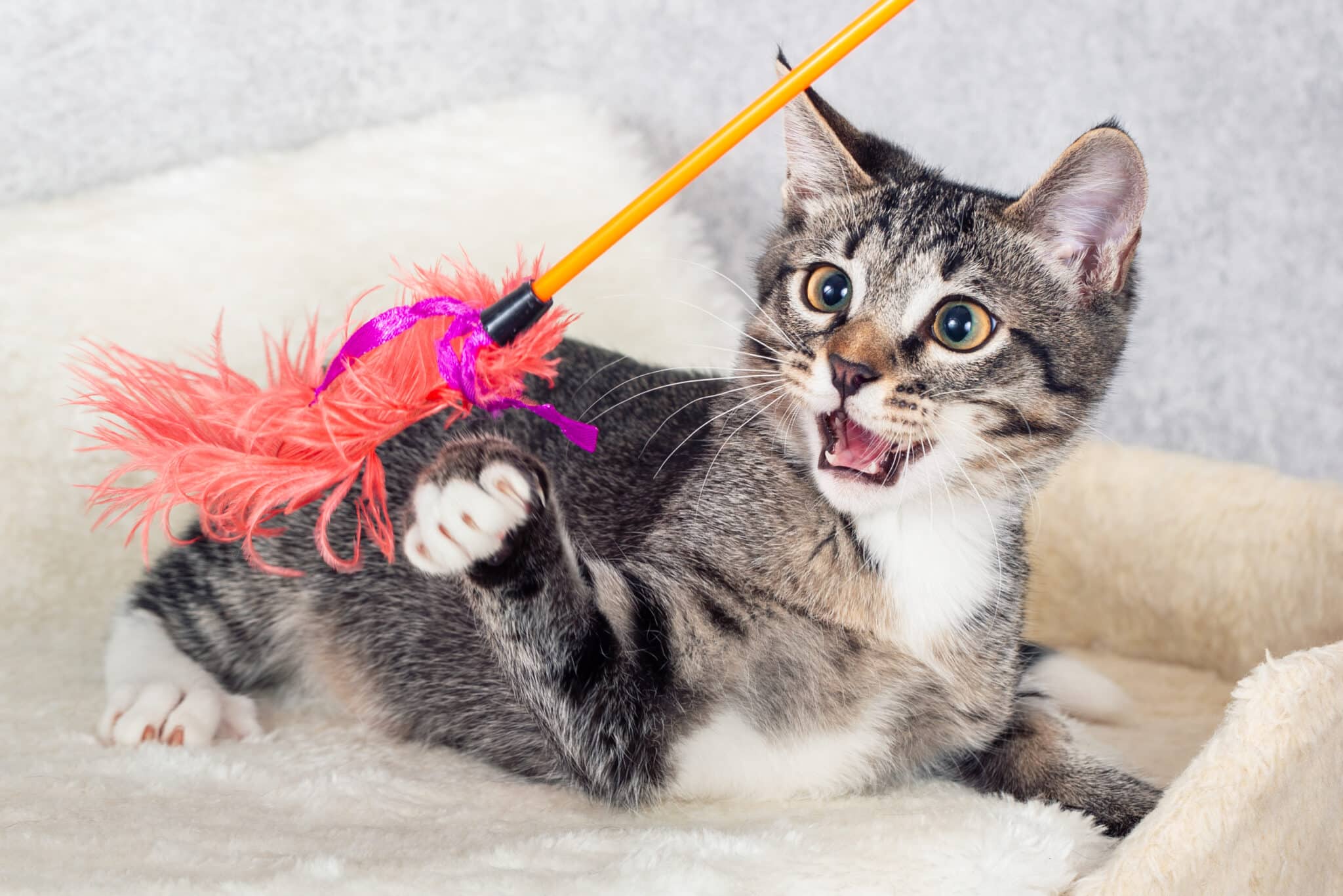 Cat Essentials